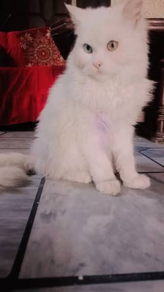 Persian cat for sell different eye colours