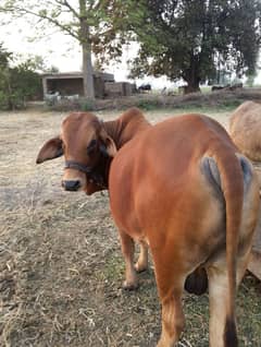 kurbani Ka Janwar