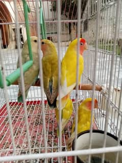 LOVEBIRDS