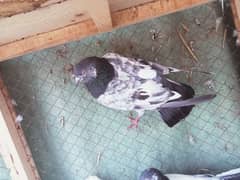 5 madian and 3 nar for sale
