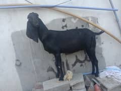 kamori Gabban Goats