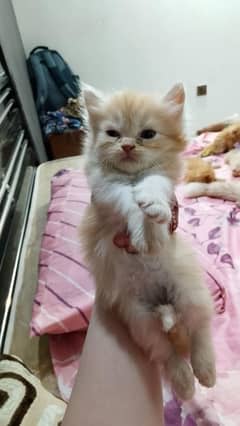 Persian kittens for sale