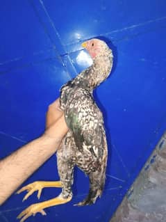 aseel Male and female for sale