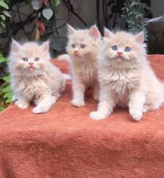 Persian cat female for the train triple quote 03293556197 my WhatsApp