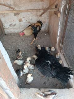 Chicks for sale