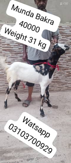 Bakra