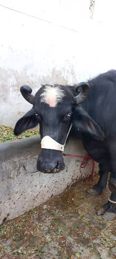 buffalo for sale lalamusa