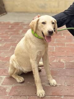 American Labrador 6 months