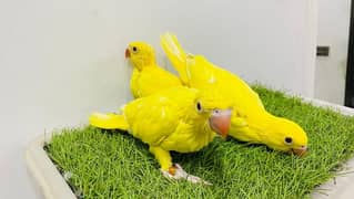 Yellow Ringneck chicks