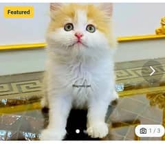 Persian cat for sale male my WhatsApp 03252452848
