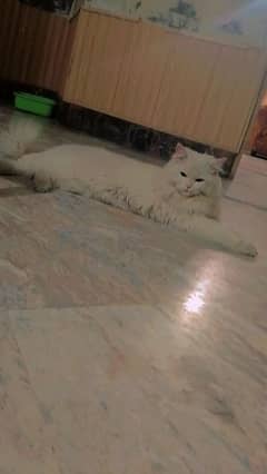 White Person Cat double cot for sale