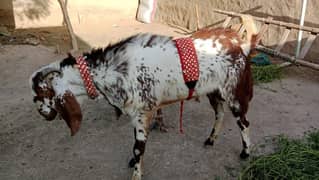 Qurbani Ka Bakra