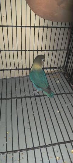 love bird 2 pairs
