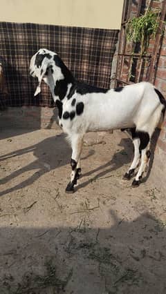 Khasi Bakra 2 dant for Qurbani