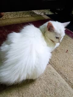 Persian Cat for Sale pure breed