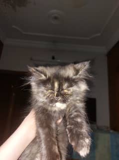Persian