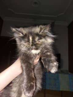 Persian