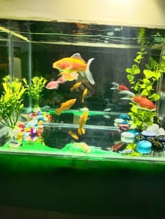 aquarium+fish