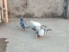 Qasid  Pair 2000