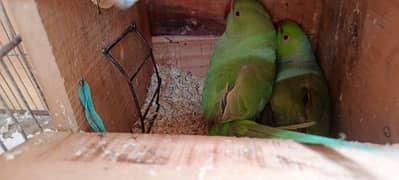 parrot