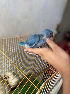 Cobalt