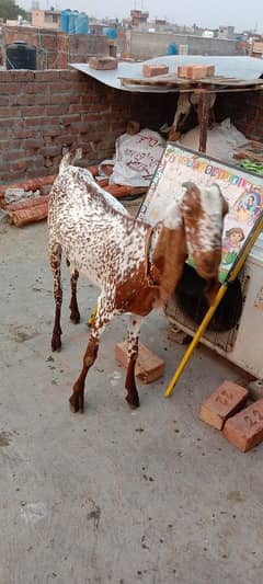 makhi cheeni pure hi