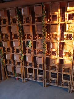 10 portion cage available.