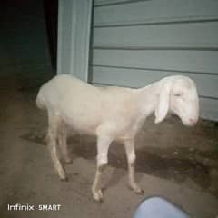 dumba for sale