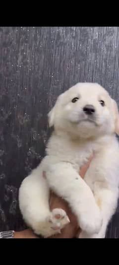 golden retriever puppy Karachi