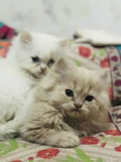persian kitten available in cheap price