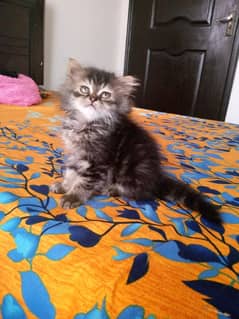 kittens