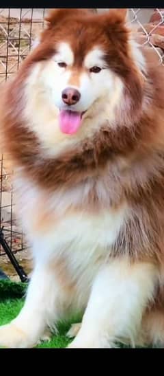 Siberian husky puppies Super wooly coat