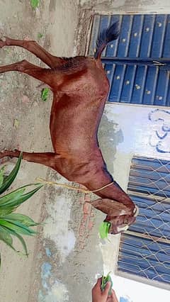 desi bakri