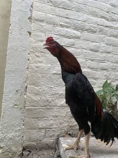 Adeel shamo Murga breeding ka lia tyar ha