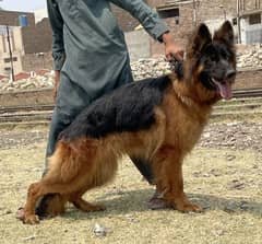 confirm breeder long coat Gsd female for sale