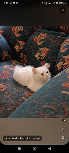 Persian Kitten 4 months old