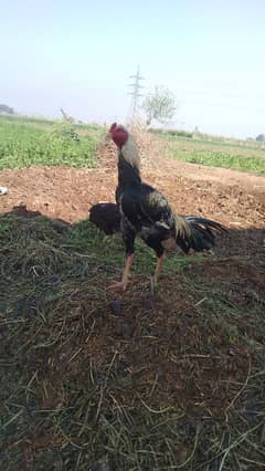 Band Gaddi Patha