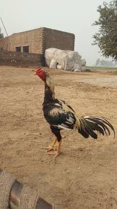 Band Gaddi Breader