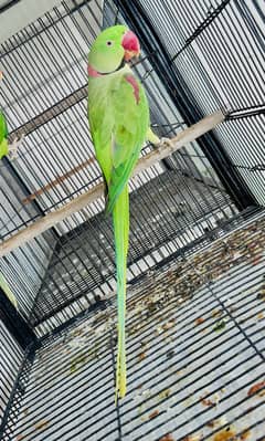 Raw breeder male for sale