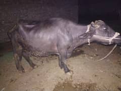 qurbani