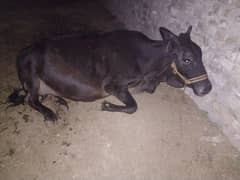 qurbani