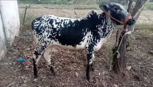 Argent For sale in chip price
