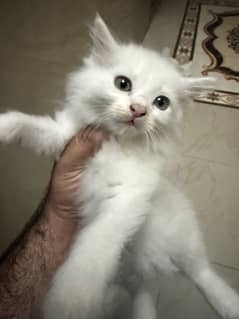 Persian doll face kitten