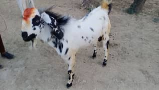 heavy donda bakra for qurbani