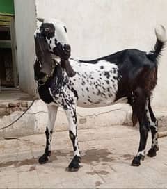 Gabban bakri 2 Mothe