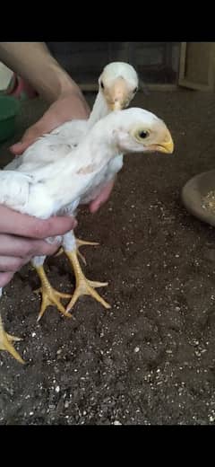 parrot beak Aseel