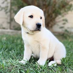 Birtish Labrodor - Female Puppy