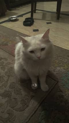 Persian Cat Pair Triple Coat Punch Face / Doll Face