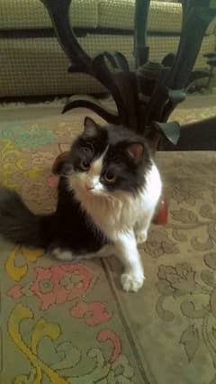 Persian Cat Pair Triple Coat Punch Face / Doll Face