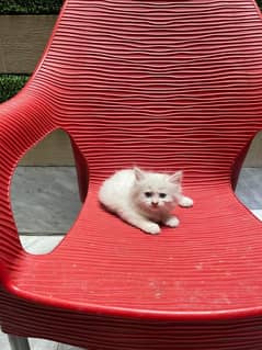 Top quality Persian kittens or cat baby